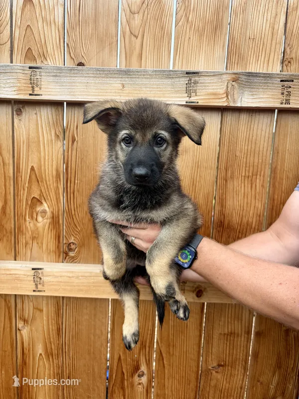 Yellow Girl – German Shepherd Dog puppy for sale in Littleton, CO