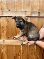 Yellow Girl, a female German Shepherd Dog for sale in Littleton, CO – 2 of 2