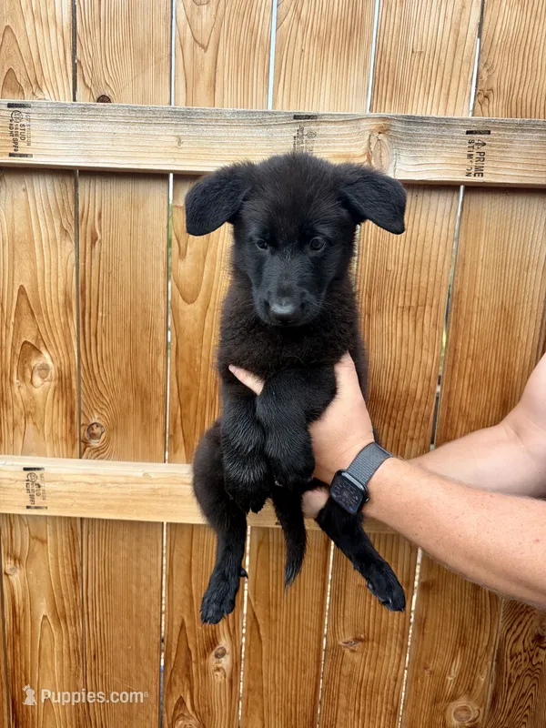 Green Girl – German Shepherd Dog puppy for sale in Littleton, CO