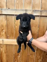 Green Girl, a female German Shepherd Dog for sale in Littleton, CO – 1 of 2