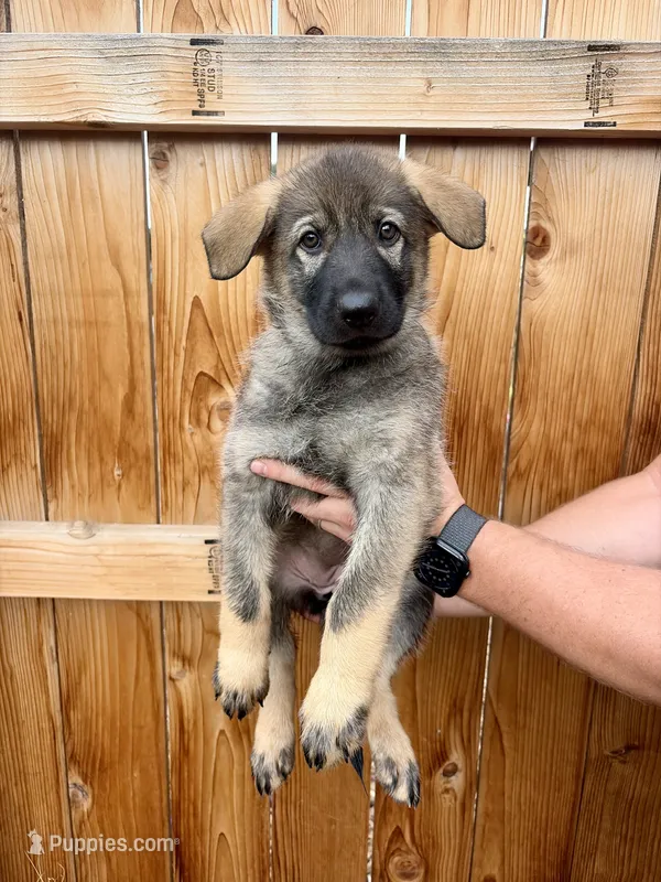 Purple Girl – German Shepherd Dog puppy for sale in Littleton, CO