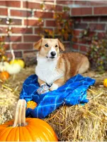 Tomasso, a male Pembroke Welsh Corgi for sale in Normalville, PA – Photo 4 of 4