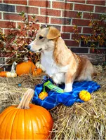 Tomasso, a male Pembroke Welsh Corgi for sale in Normalville, PA – Photo 2 of 4