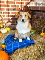 Tomasso, a male Pembroke Welsh Corgi for sale in Normalville, PA – Photo 3 of 4