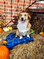 Tomasso, a male Pembroke Welsh Corgi for sale in Normalville, PA – Photo 1 of 4