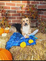 Lissette, a female Pembroke Welsh Corgi for sale in Normalville, PA – Photo 2 of 4