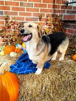 Lissette, a female Pembroke Welsh Corgi for sale in Normalville, PA – Photo 1 of 4