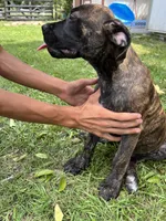 Light Green, a female Cane Corso for sale in Walterboro, SC – 4 of 5