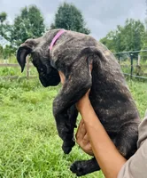 Light Pink , a female Cane Corso for sale in Walterboro, SC – 3 of 3
