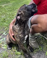 White , a female Cane Corso for sale in Walterboro, SC – 2 of 3
