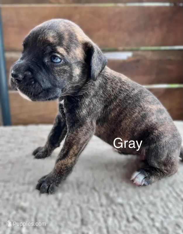 Gray – Cane Corso puppy for sale in Walterboro, SC