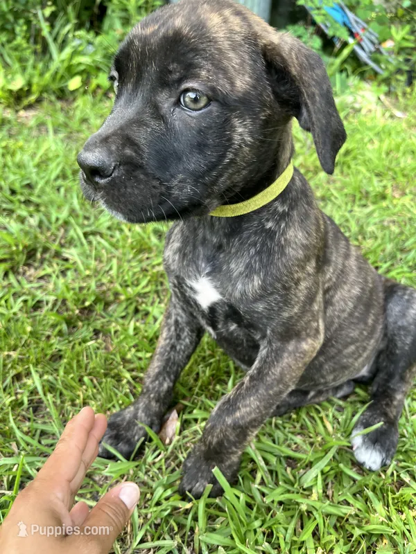 Light Green – Cane Corso puppy for sale in Walterboro, SC