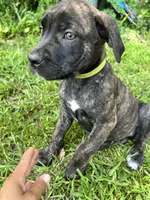 Light Green, a female Cane Corso for sale in Walterboro, SC – 1 of 6