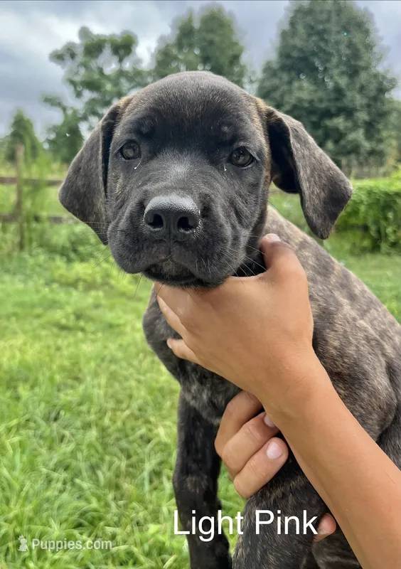 Light Pink  – Cane Corso puppy for sale in Walterboro, SC