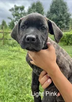 Light Pink , a female Cane Corso for sale in Walterboro, SC – 1 of 3