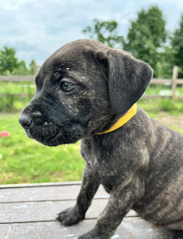 Yellow – Cane Corso puppy for sale in Walterboro, SC