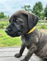 Yellow, a female Cane Corso for sale in Walterboro, SC – 1 of 4