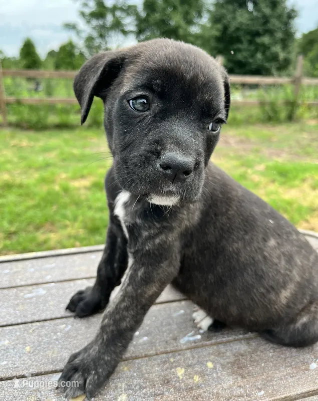 Red – Cane Corso puppy for sale in Walterboro, SC