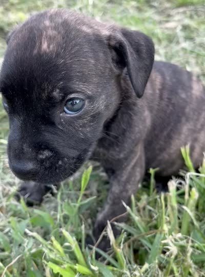 Yellow, a female Cane Corso for sale in Walterboro, SC – 4 of 4