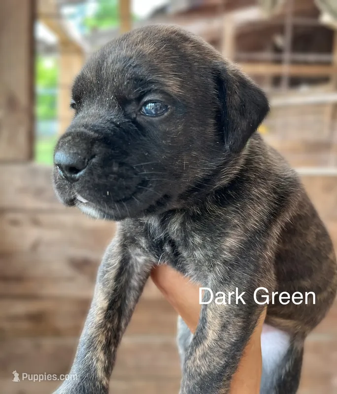 Dark Green – Cane Corso puppy for sale in Walterboro, SC