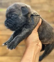 Black, a male Cane Corso for sale in Walterboro, SC – 3 of 3