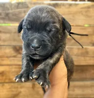 Black, a male Cane Corso for sale in Walterboro, SC – 2 of 3