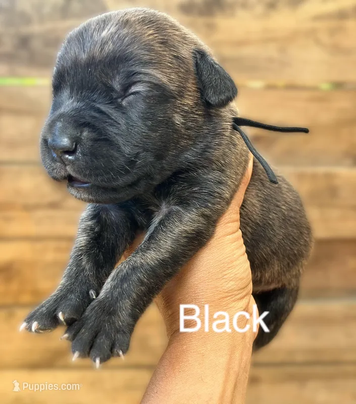 Black – Cane Corso puppy for sale in Walterboro, SC