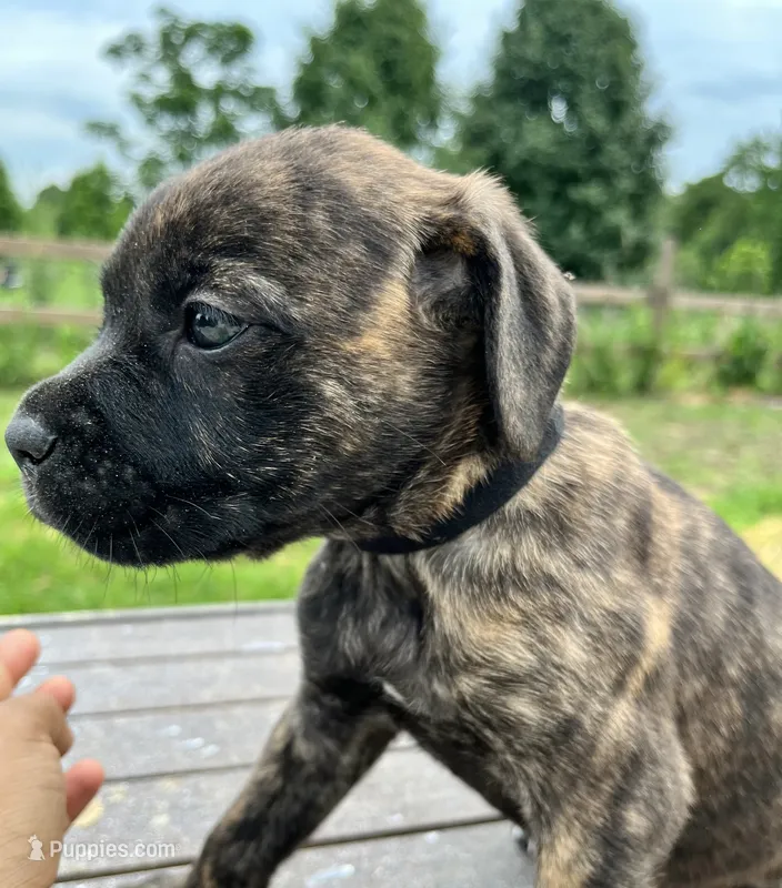 Black – Cane Corso puppy for sale in Walterboro, SC