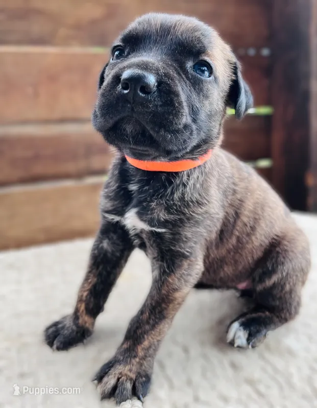 Orange – Cane Corso puppy for sale in Walterboro, SC