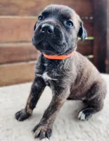 Orange, a female Cane Corso for sale in Walterboro, SC – 1 of 4