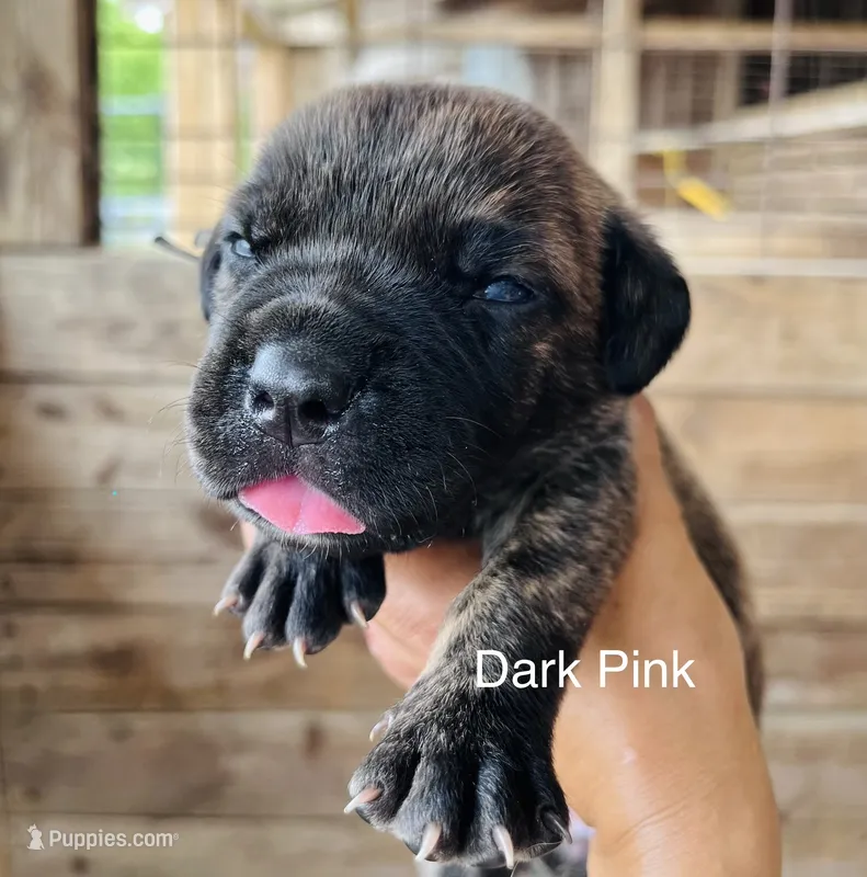 Dark Pink – Cane Corso puppy for sale in Walterboro, SC