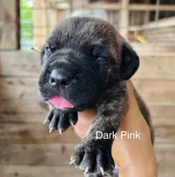 Dark Pink, a female Cane Corso for sale in Walterboro, SC – 1 of 4