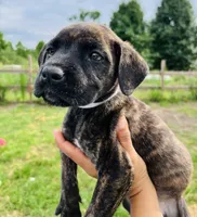 White , a female Cane Corso for sale in Walterboro, SC – 3 of 3