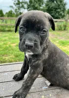 Red, a female Cane Corso for sale in Walterboro, SC – 2 of 6