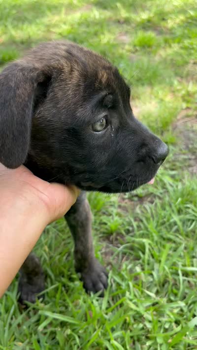 Light Green, a female Cane Corso for sale in Walterboro, SC – 6 of 6