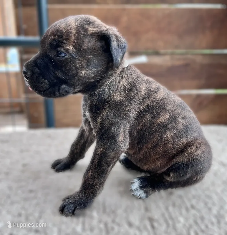 White  – Cane Corso puppy for sale in Walterboro, SC