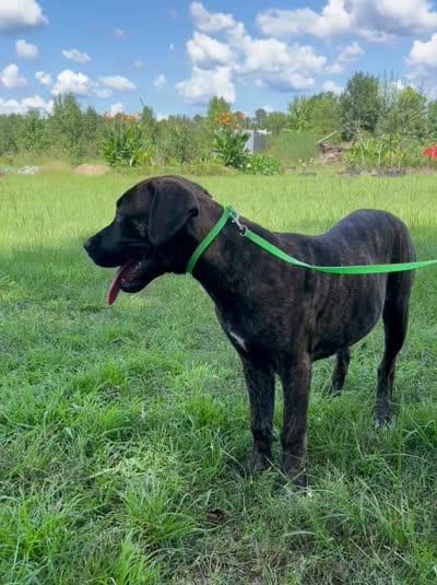 Light Green, a female Cane Corso for sale in Walterboro, SC – 6 of 6