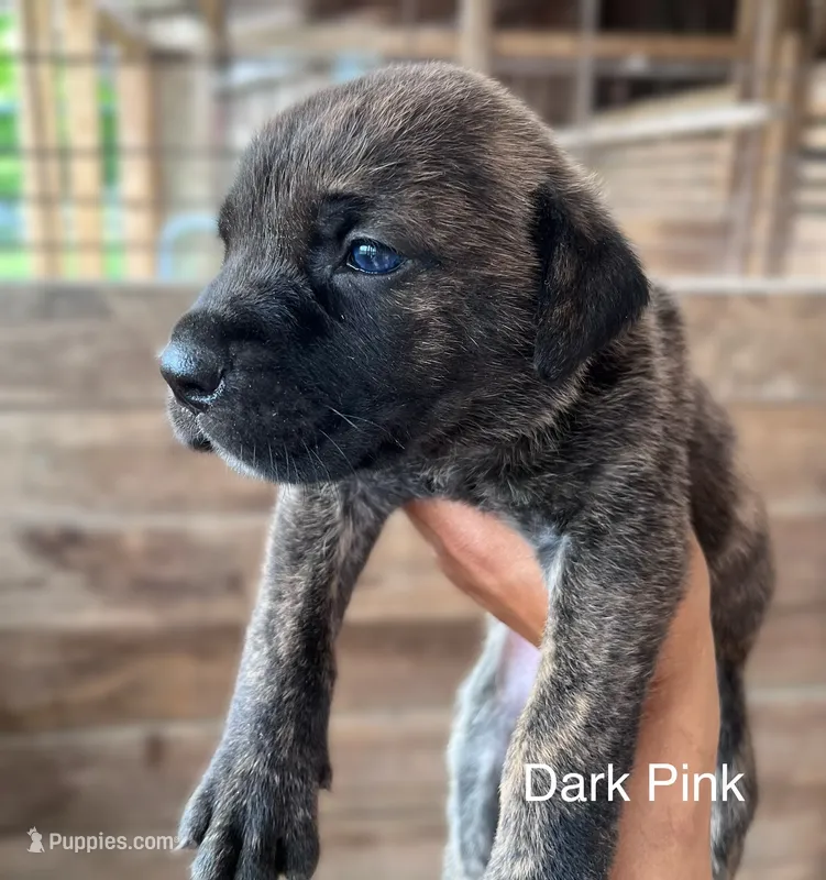 Dark Pink – Cane Corso puppy for sale in Walterboro, SC