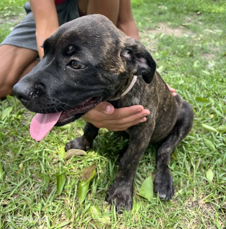 Light Pink  – Cane Corso puppy for sale in Walterboro, SC