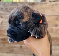 Orange, a female Cane Corso for sale in Walterboro, SC – 4 of 6