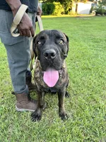 Sampson , a male Cane Corso for sale in Walterboro, SC – 2 of 4