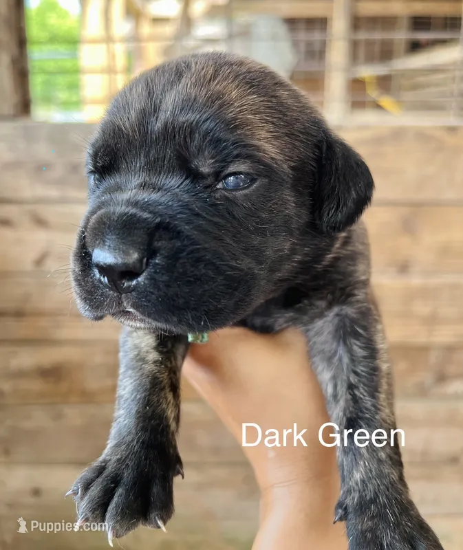 Dark Green – Cane Corso puppy for sale in Walterboro, SC