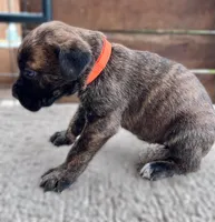 Orange, a female Cane Corso for sale in Walterboro, SC – 4 of 4