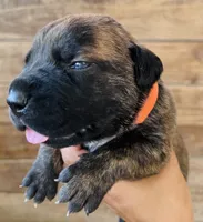 Orange, a female Cane Corso for sale in Walterboro, SC – 1 of 6