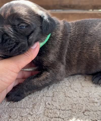 Dark Green, a female Cane Corso for sale in Walterboro, SC – 5 of 5