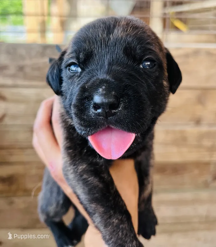 Black – Cane Corso puppy for sale in Walterboro, SC