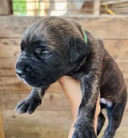 Dark Green, a female Cane Corso for sale in Walterboro, SC – 3 of 5