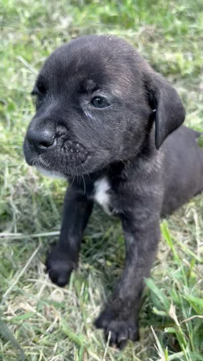 Red, a female Cane Corso for sale in Walterboro, SC – 6 of 6