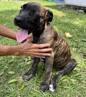 Light Green, a female Cane Corso for sale in Walterboro, SC – 2 of 5