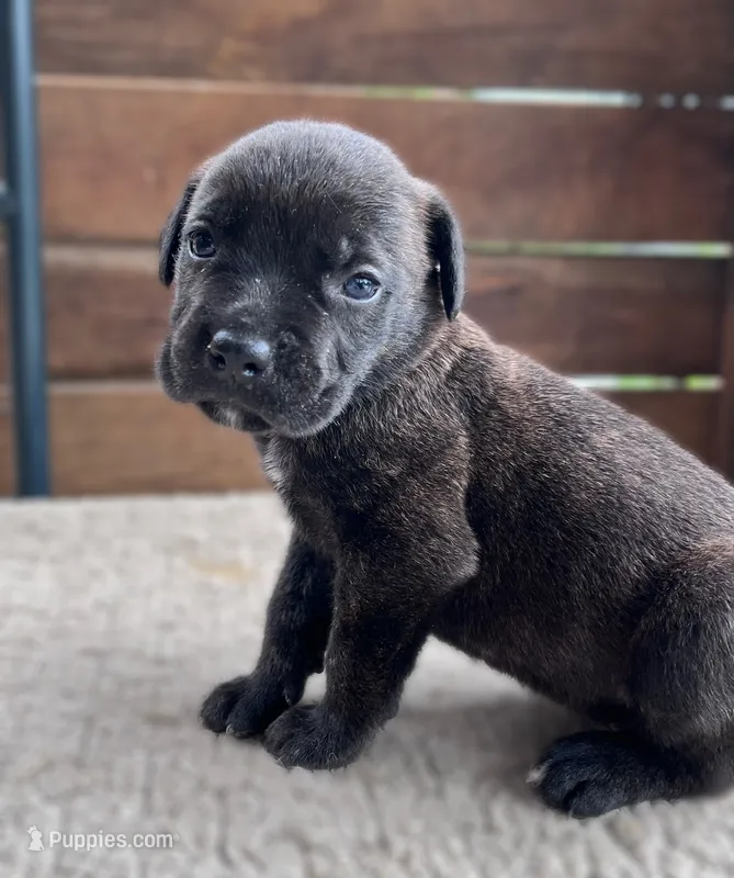 Light Pink  – Cane Corso puppy for sale in Walterboro, SC